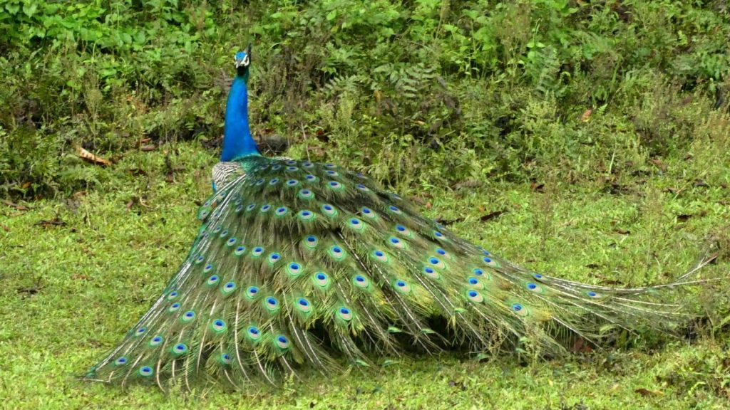 bird